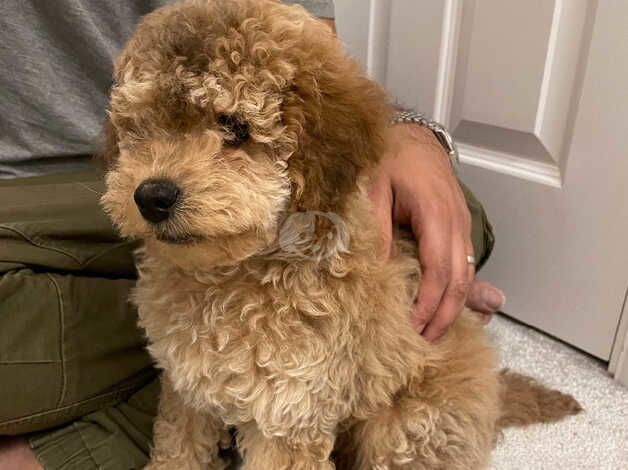 Cockapoo boy 12 weeks old for sale in Milton Keynes, Buckinghamshire - Image 1