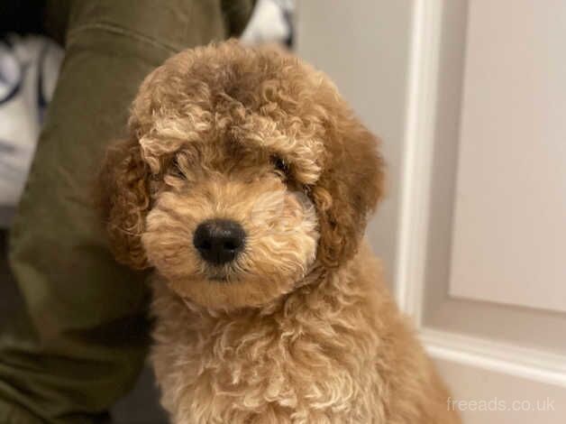 Cockapoo boy 12 weeks old for sale in Milton Keynes, Buckinghamshire - Image 2