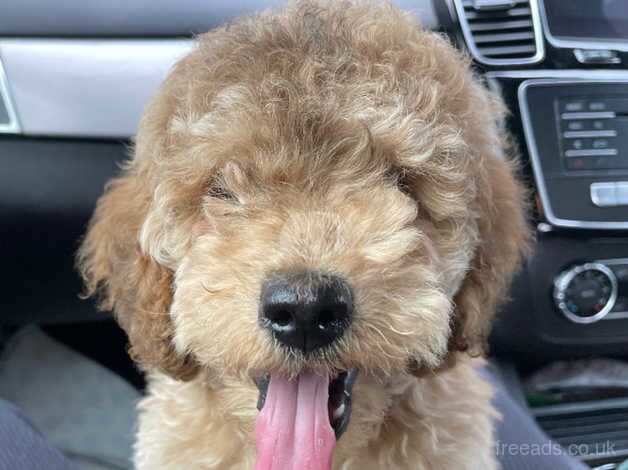 Cockapoo boy 12 weeks old for sale in Milton Keynes, Buckinghamshire - Image 3