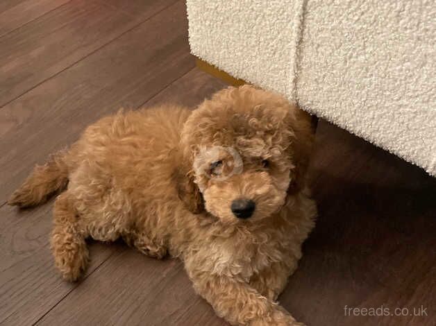 Cockapoo boy 12 weeks old for sale in Milton Keynes, Buckinghamshire - Image 4