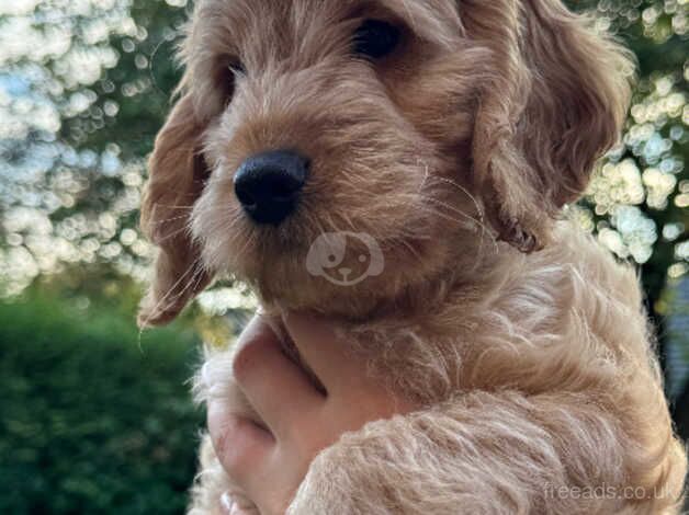 Cockapoo's for sale Apricot & blue Merle for sale in Manchester, Greater Manchester