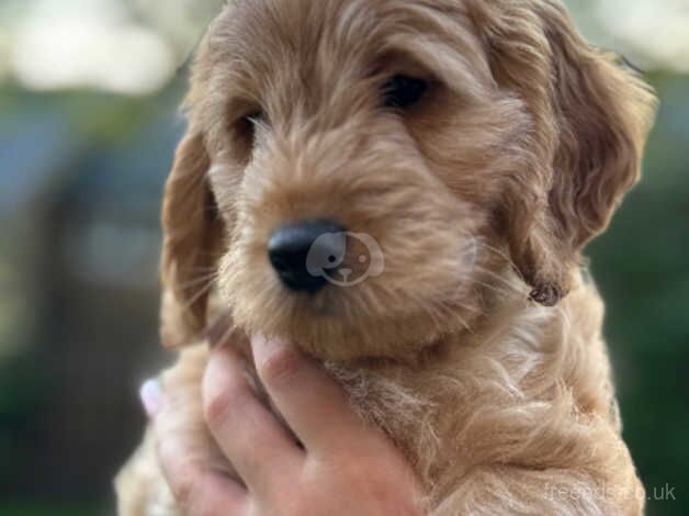 Cockapoo's for sale Apricot & blue Merle for sale in Manchester, Greater Manchester - Image 2