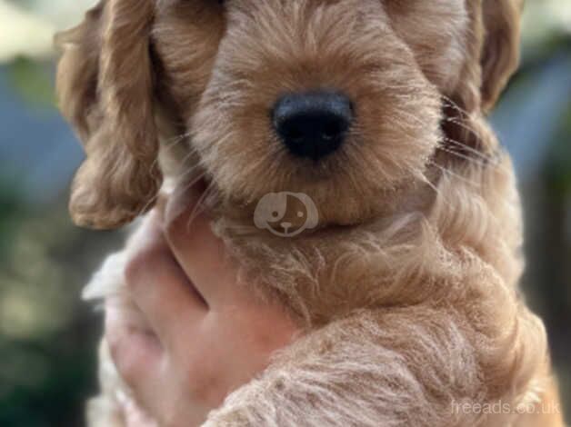 Cockapoo Puppies for sale in Greater Manchester