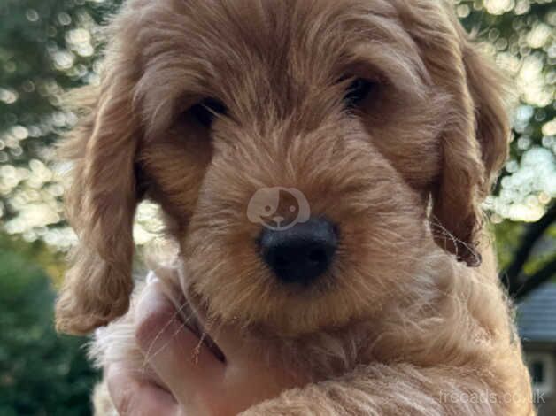 Cockapoo Puppies for sale