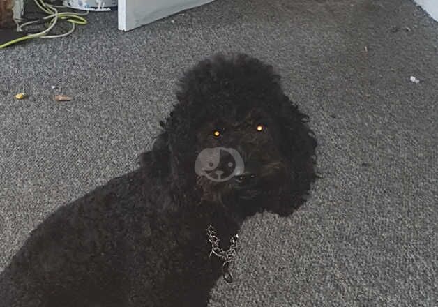 Cockapoo boy for sale in Huddersfield, West Yorkshire