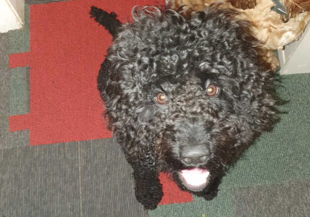 Cockapoo boy for sale in Huddersfield, West Yorkshire - Image 3