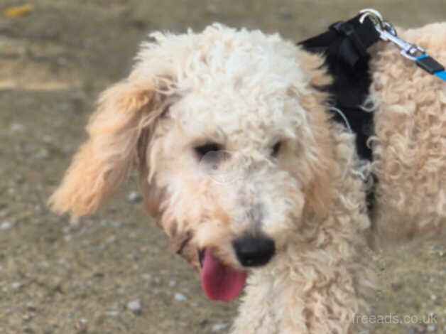 Cockapoo boy for sale in Manchester, Greater Manchester - Image 1