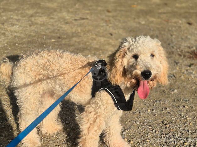 Cockapoo boy for sale in Manchester, Greater Manchester - Image 2