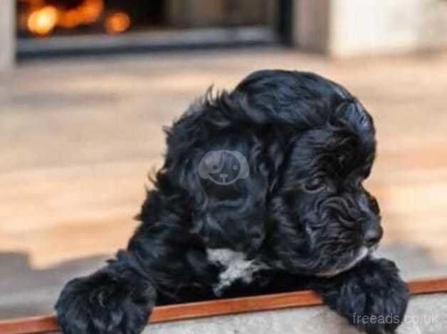 Cockapoo boy for sale in Middlewich, Cheshire - Image 1