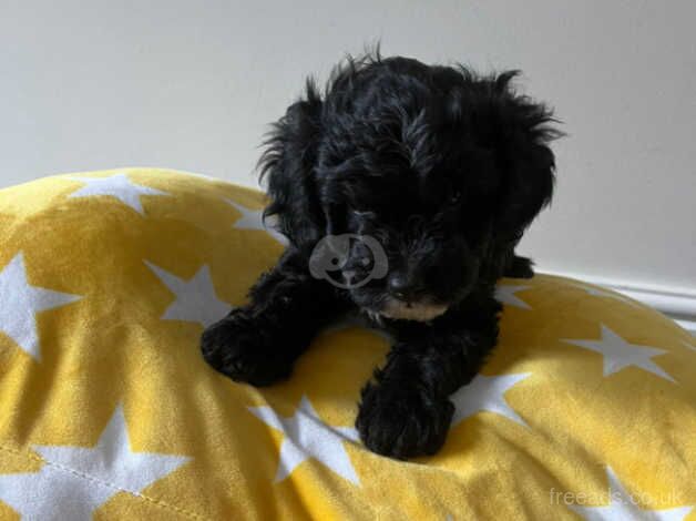 Cockapoo boy for sale in Middlewich, Cheshire - Image 2