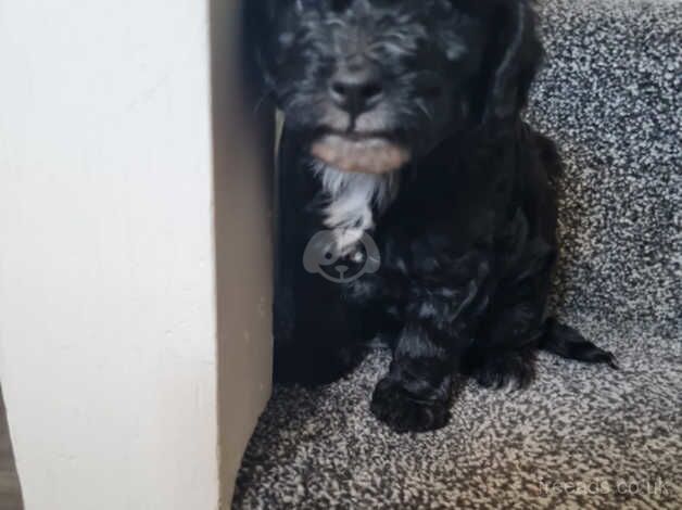 Cockapoo boy for sale in Middlewich, Cheshire - Image 3