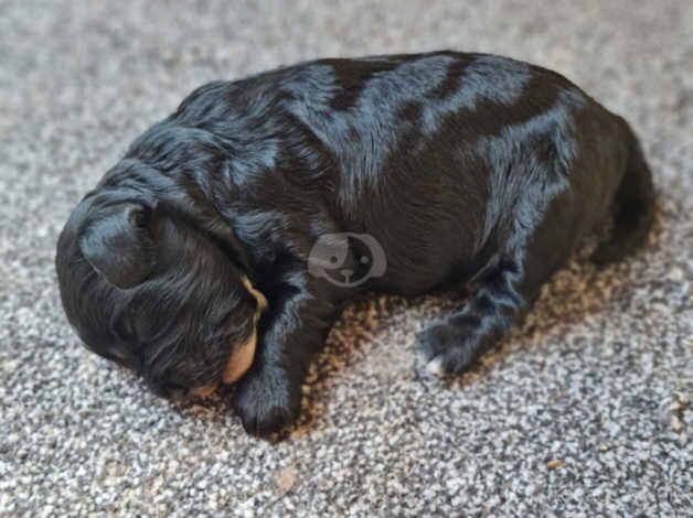 Cockapoo boy for sale in Middlewich, Cheshire - Image 4