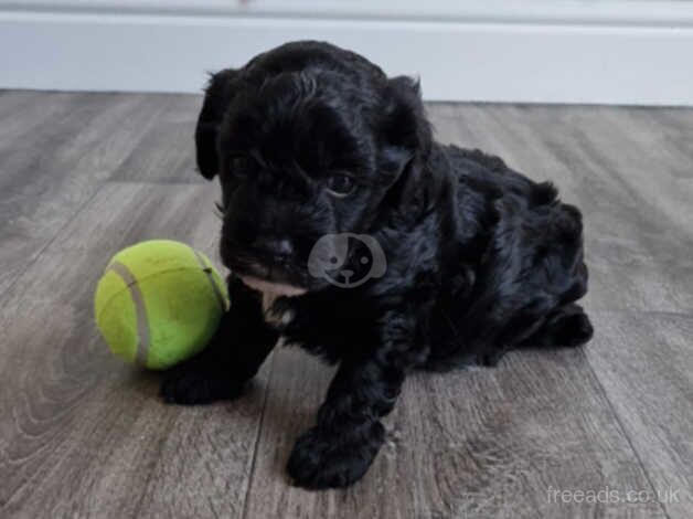 Cockapoo boy for sale in Middlewich, Cheshire - Image 5