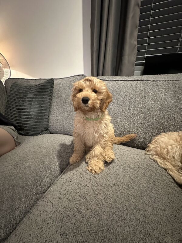 Cockapoo boy puppies 11 weeks old for sale in Hereford, Herefordshire