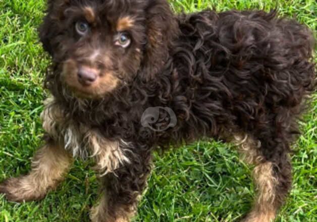 Cockapoo boy puppy for sale in Nelson, Lancashire