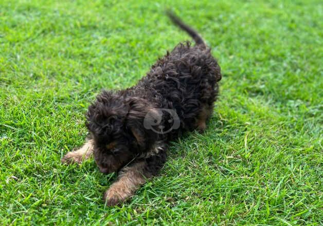 Cockapoo boy puppy for sale in Nelson, Lancashire - Image 2