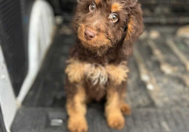 Cockapoo boy puppy for sale in Nelson, Lancashire - Image 3