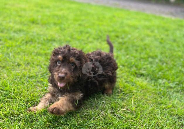 Cockapoo boy puppy for sale in Nelson, Lancashire - Image 4