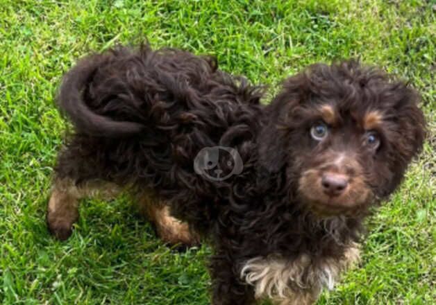 Cockapoo boy puppy for sale in Nelson, Lancashire - Image 5