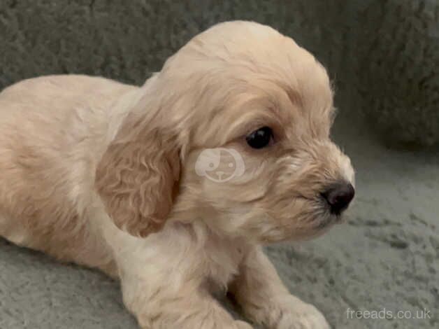 Cockapoo boys for sale in Ashington, Northumberland