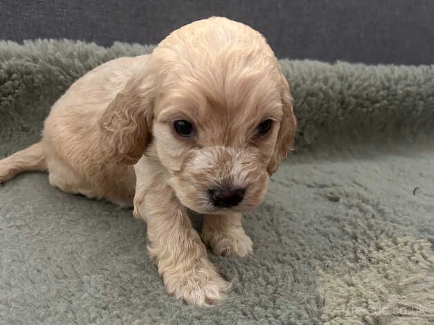 Cockapoo boys for sale in Ashington, Northumberland - Image 2