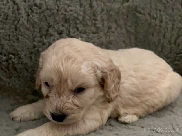 Cockapoo boys for sale in Ashington, Northumberland - Image 4