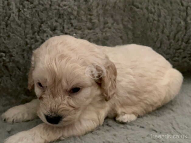 Cockapoo boys for sale in Ashington, Northumberland - Image 5