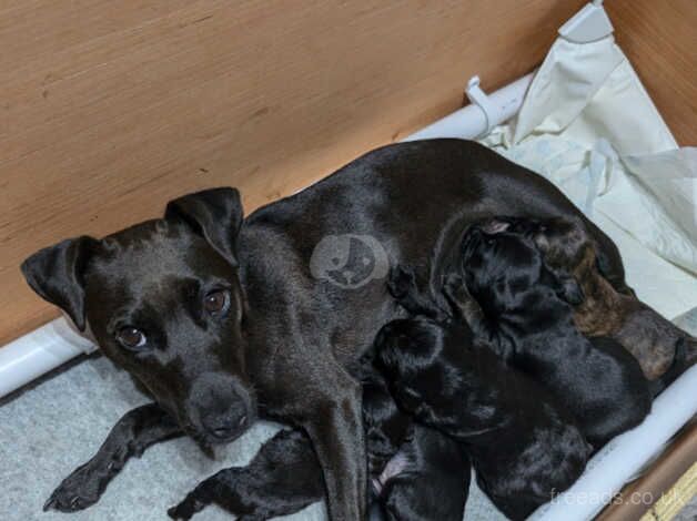 Cockapoo cross patterdale for sale in Warminster, Wiltshire