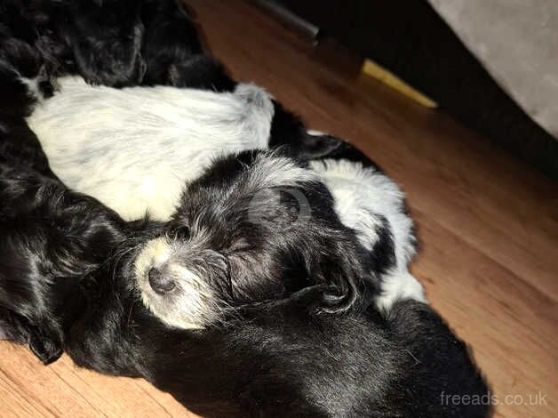 Cockapoo cross pups for sale in Chesterfield, Derbyshire - Image 1