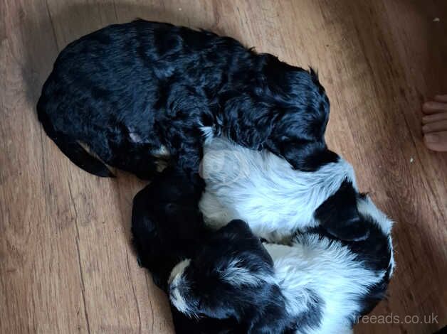 Cockapoo cross pups for sale in Chesterfield, Derbyshire - Image 2