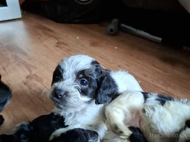 Cockapoo Puppies for sale in Derbyshire