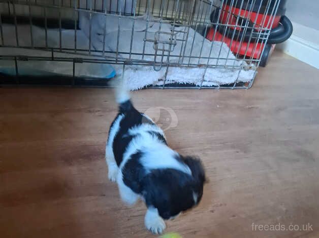 Cockapoo cross pups for sale in Chesterfield, Derbyshire - Image 4