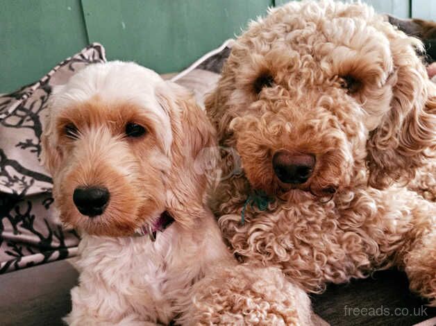 Cockapoo dogs for rehoming for sale in Chorley, Lancashire