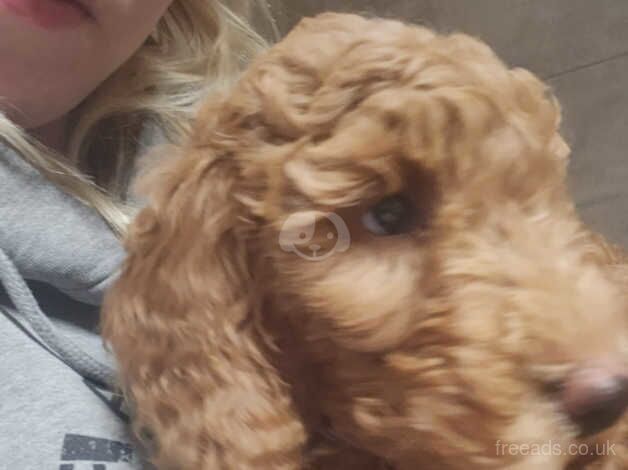 Cockapoo dogs for rehoming for sale in Chorley, Lancashire - Image 3