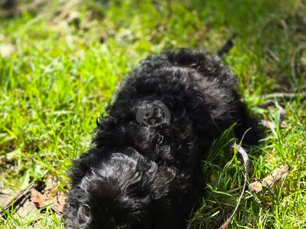 Cockapoo f1 for sale in Plymouth, Devon - Image 1