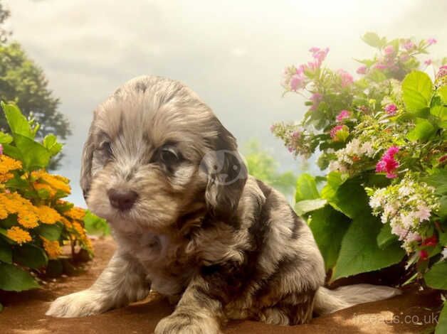 Cockapoo f1 for sale in Maesteg, Bridgend