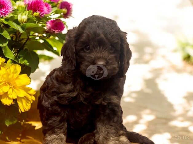 Cockapoo f1 for sale in Maesteg, Bridgend - Image 3