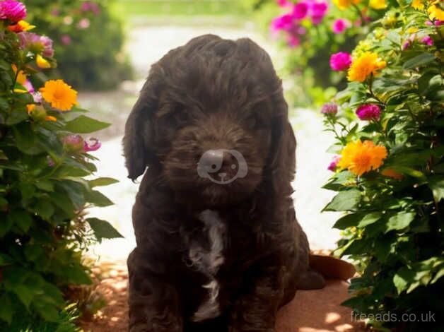 Cockapoo Puppies for sale