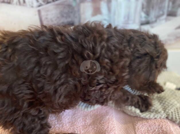 Cockapoo f1 for sale in Maesteg, Bridgend - Image 5