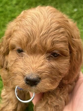 Cockapoo f1 ready to leave 8 weeks old for sale in Loggerheads, Staffordshire