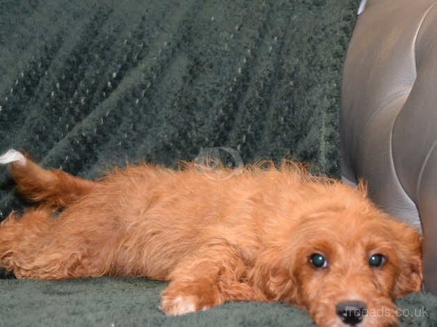 Cockapoo F1 Red Boy Ready Now. for sale in Addlethorpe, Lincolnshire