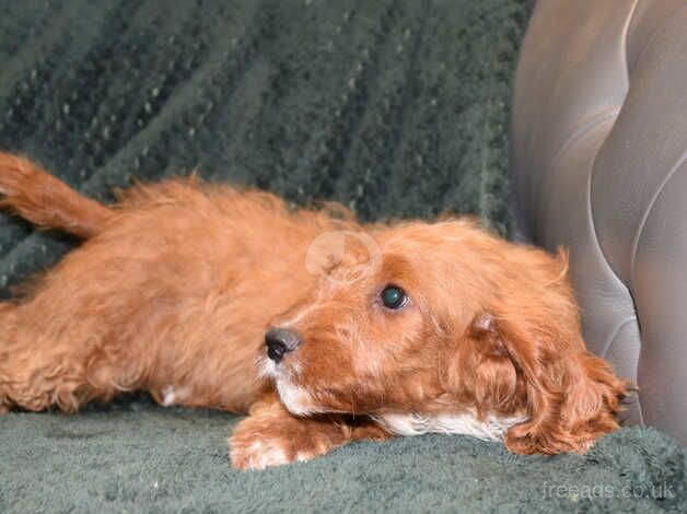 Cockapoo F1 Red Boy Ready Now. for sale in Addlethorpe, Lincolnshire - Image 2