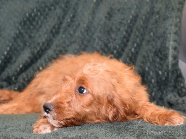 Cockapoo F1 Red Boy Ready Now. for sale in Addlethorpe, Lincolnshire - Image 3