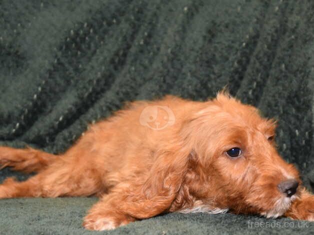 Cockapoo F1 Red Boy Ready Now. for sale in Addlethorpe, Lincolnshire - Image 4