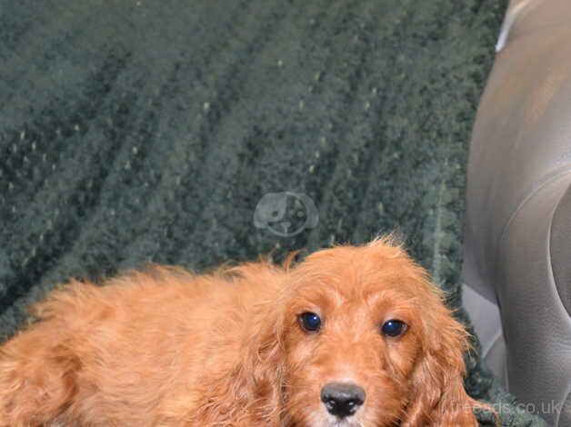 Cockapoo F1 Red Boy Ready Now. for sale in Addlethorpe, Lincolnshire - Image 5