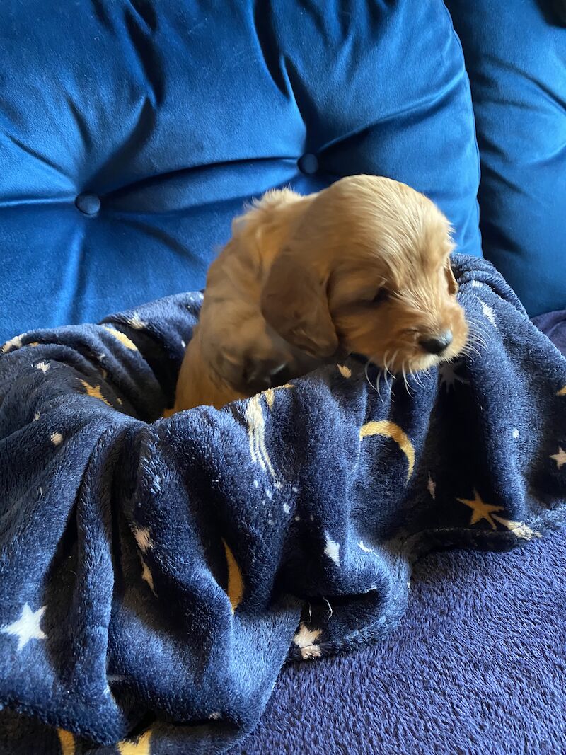 Cockapoo F1b £1200 for sale in Scunthorpe, Lincolnshire - Image 2