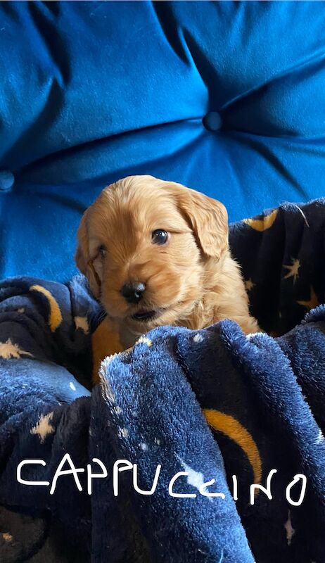 Cockapoo Puppies for sale in Lincolnshire