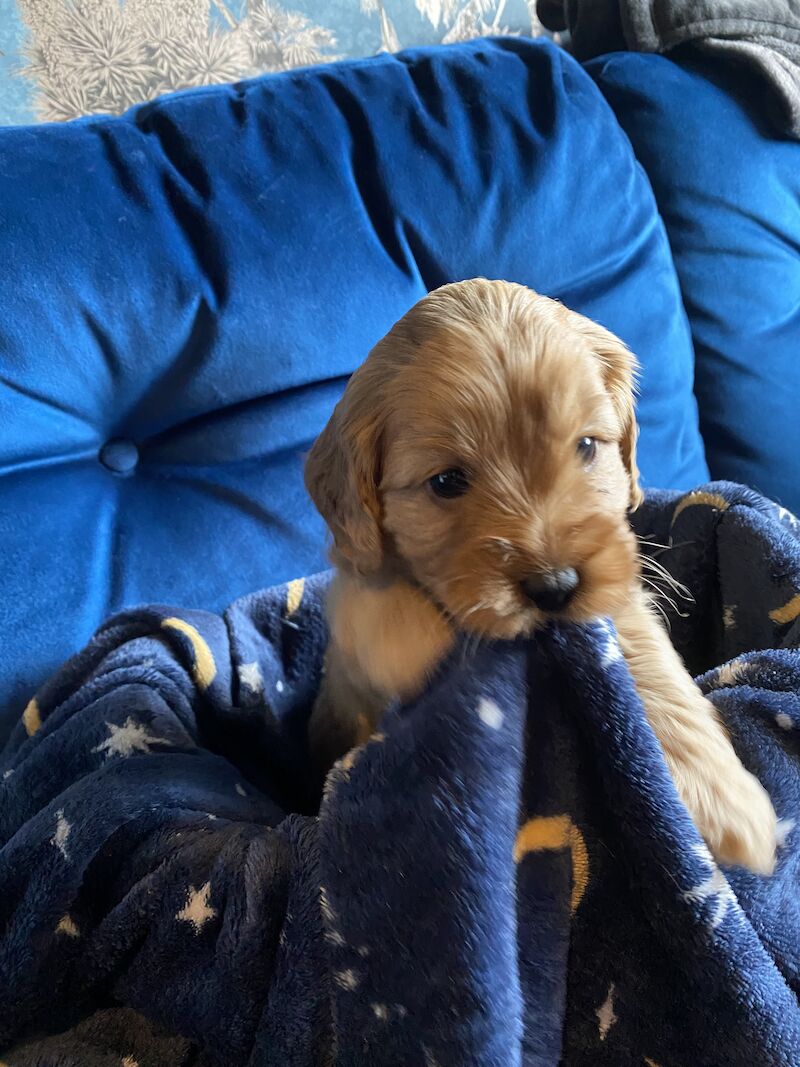 Cockapoo Puppies for sale