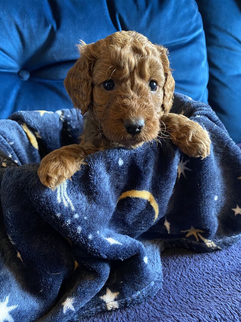 Cockapoo F1b £1200 for sale in Scunthorpe, Lincolnshire - Image 8