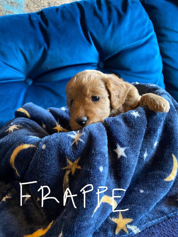 Cockapoo F1b £1200 for sale in Scunthorpe, Lincolnshire - Image 9